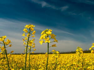 Machine financing - Weed harrow Machine financing - Weed harrow