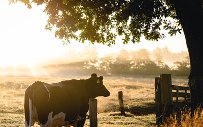 animal-cattle-cow-1276235