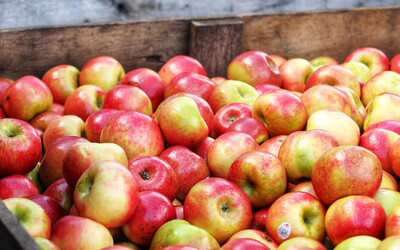 apples-crate-delicious-1468000 (1) apples-crate-delicious-1468000 (1)