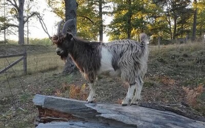 goat-enoga-farm goat-enoga-farm