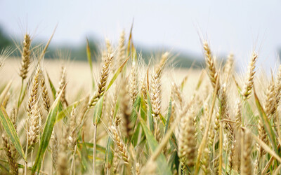 arable-blur-close-up-265216.jpg