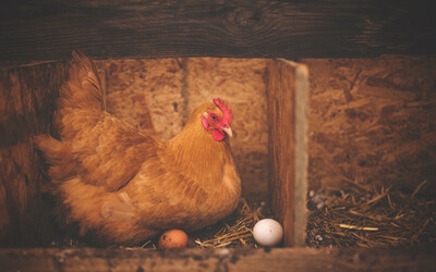 animal-barn-chicken-195226.jpg animal-barn-chicken-195226.jpg