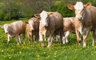 cow_2.jpg cow_2.jpg