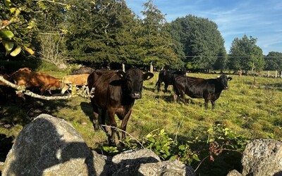 cows_1.jpg cows_1.jpg