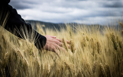 agriculture-clouds-cloudy-2228306.jpg